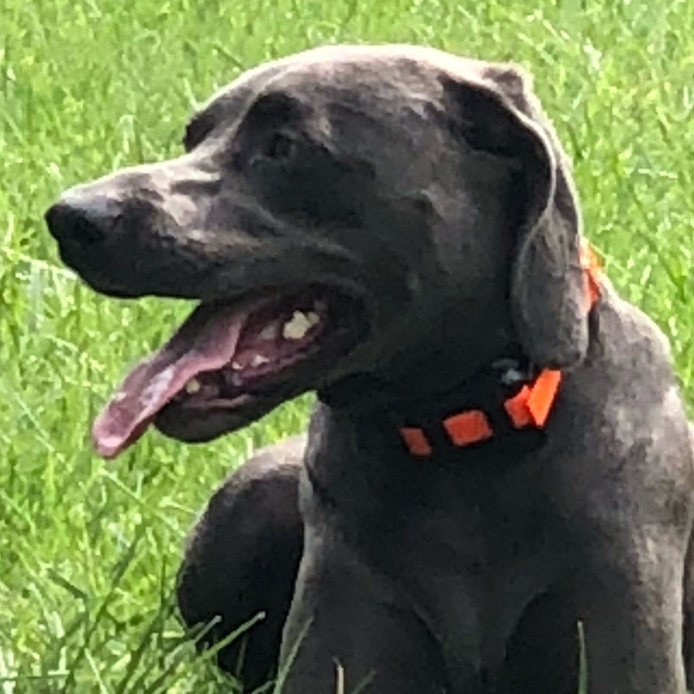 Meet your Posher, Chris